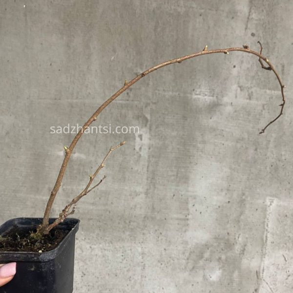 Актинідія (набір - хлопчик+дівчинка)