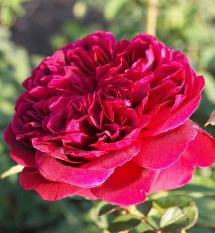 Троянда Алан Сушон