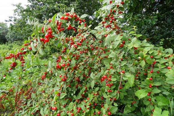 Войлошна вишня "Красуня"