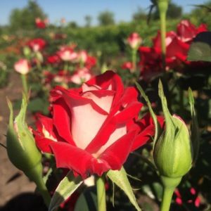 Троянда Альянс (Alliance)