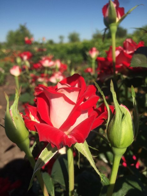 alyans.jpg Троянда Альянс (Alliance)