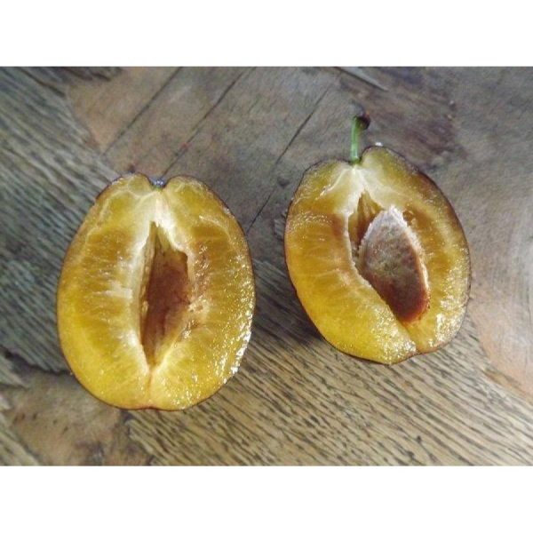 Cлива Амерс