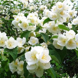 Жасмин "Лікарський"