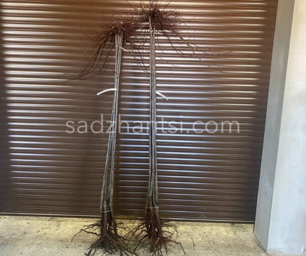 Віргінська черемха "Шуберт" на штамбі