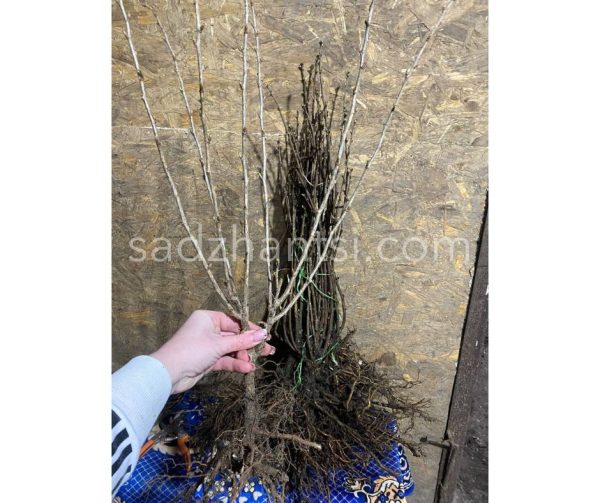 xr:d:DAF6y8LtpXc:170,j:7554084726932227363,t:24032009 Аґрус "Аристократ", з шипами