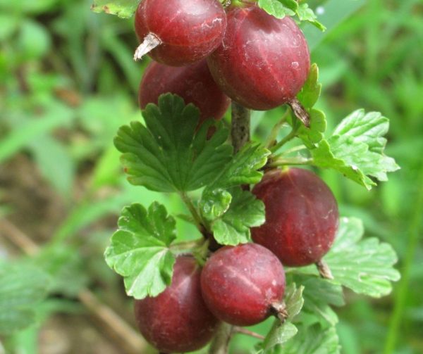 xr:d:DAF6y8LtpXc:169,j:7554084728118293999,t:24032009 Аґрус "Аристократ", з шипами