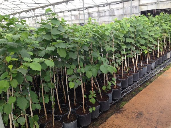 Фундук Шедевр