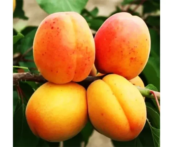 avrora-670x570-1.webp Абрикос "Шалах Ананасовий" саджанці двохрічні