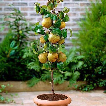 Груша Богатир колона, середньостиглий