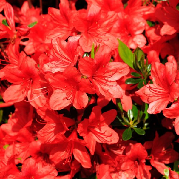 xr:d:DAGBXzeF7do:18,j:8285922356508171623,t:24041511 Азалія Японська "Stewartstonian"