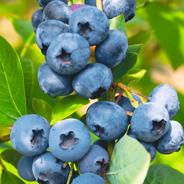 Лохина "Блюголд" - це ранній сорт лохини з великими і важкими ягідками.Саджанцям 2,5 роки