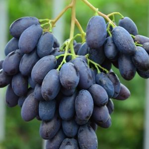 b2c4b0.jpg Виноград "Каталонія", дуже ранній сорт