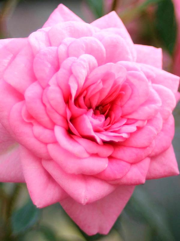 b4088f3b1562bea06636f54a00107d5c-1.jpg Троянда бордюрна Шуга Бэйби