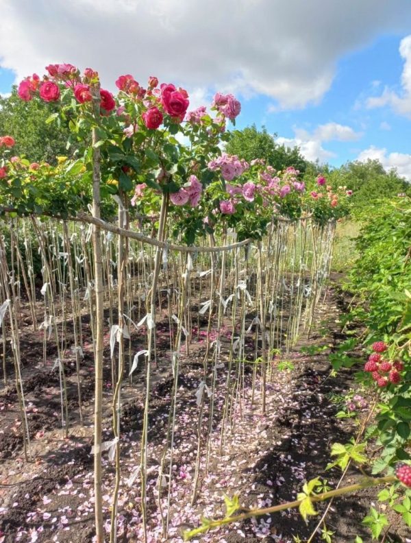 Троянда на штамбі Сонечко