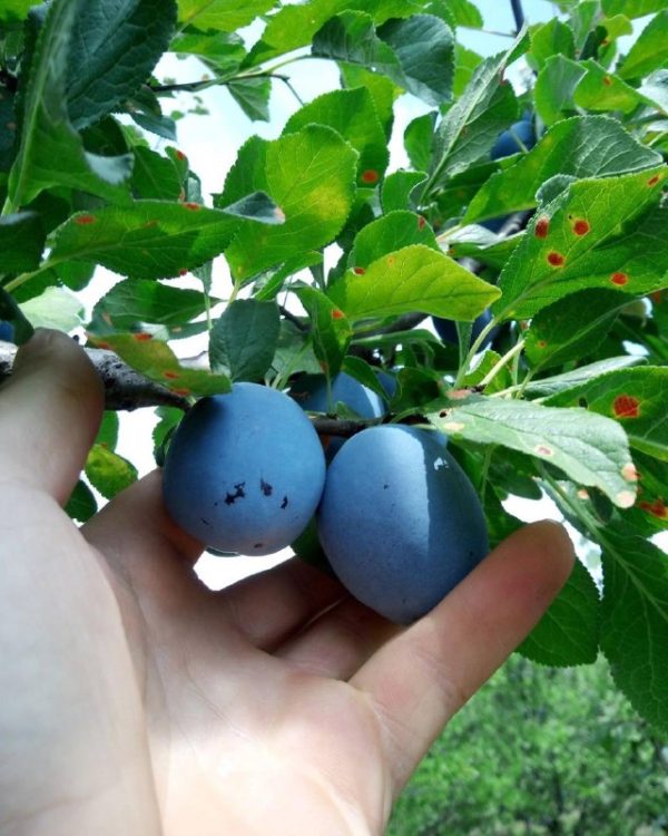 Угорка"Чячанська "