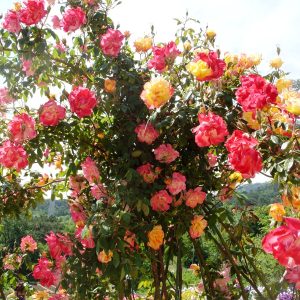 babochka2.jpg Троянда "Полька метелик" плетиста