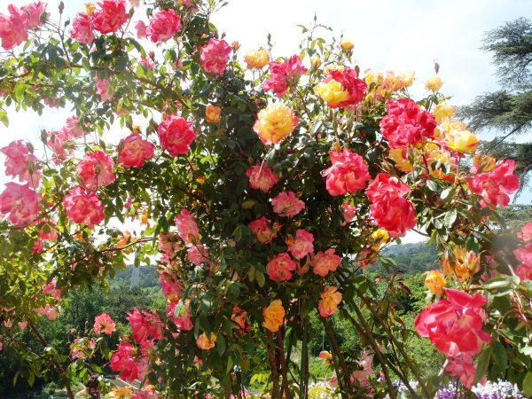 Троянда "Полька метелик" плетиста