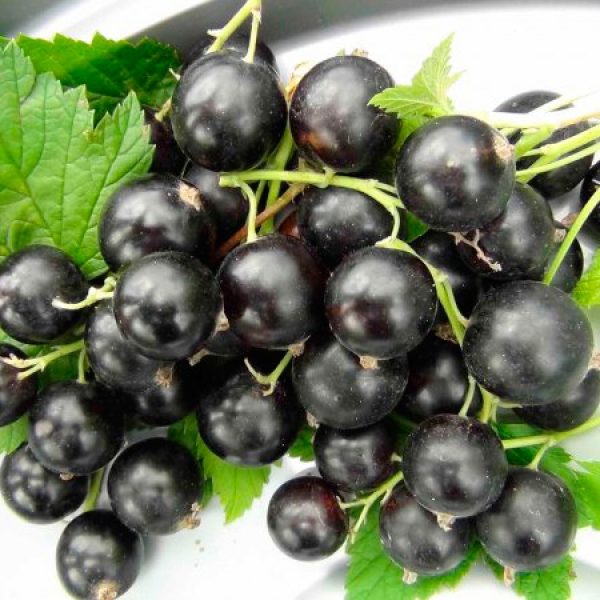 Смородина "Крупноплідна"