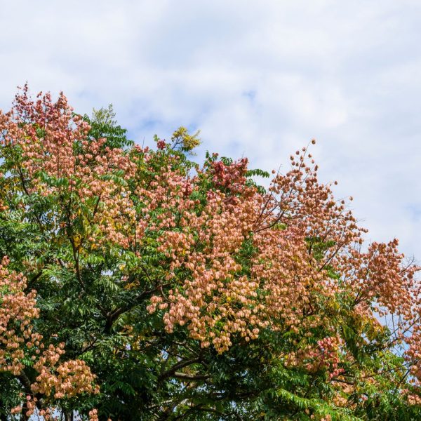 Кельрейтерія волотиста (мильне дерево)