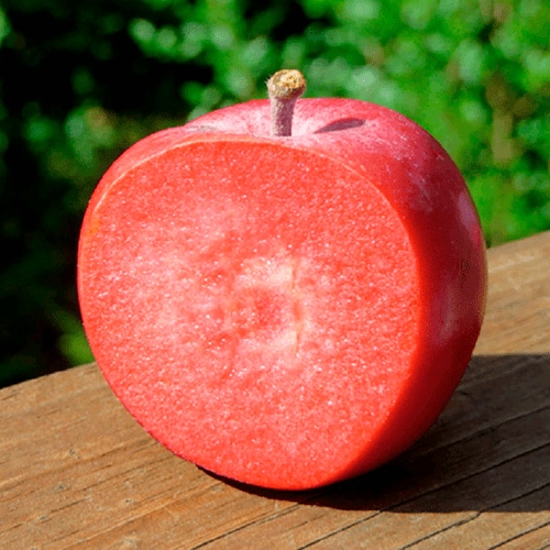 Яблуня "Байя Маріса", червоном'яса, ранньозимовий сорт яблук