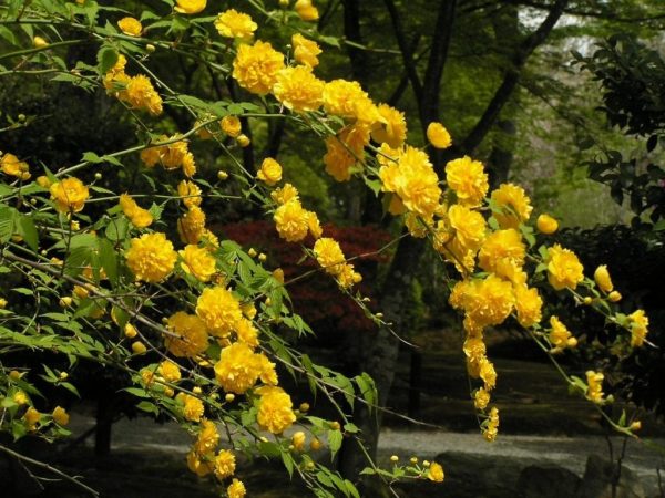 Керрія Японська жовта "Variegata"