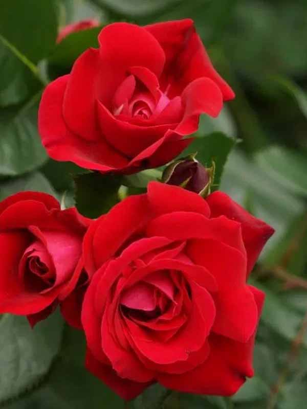 Троянда Експлорер (Explorer)