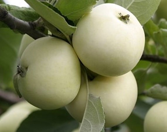 Яблуня "Білий налив" - літній сорт яблук
