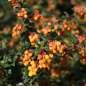 berberis-darwinii-compacta.webp Барбарис Дарвіна