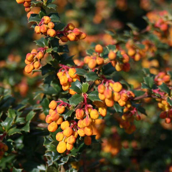 berberis-darwinii-compacta.webp Барбарис Дарвіна