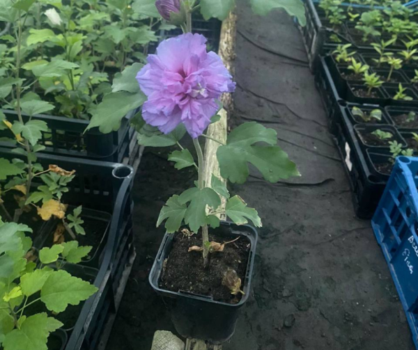 bez-nazvanyya-1.png Гібіскус махровий, фіолетовий