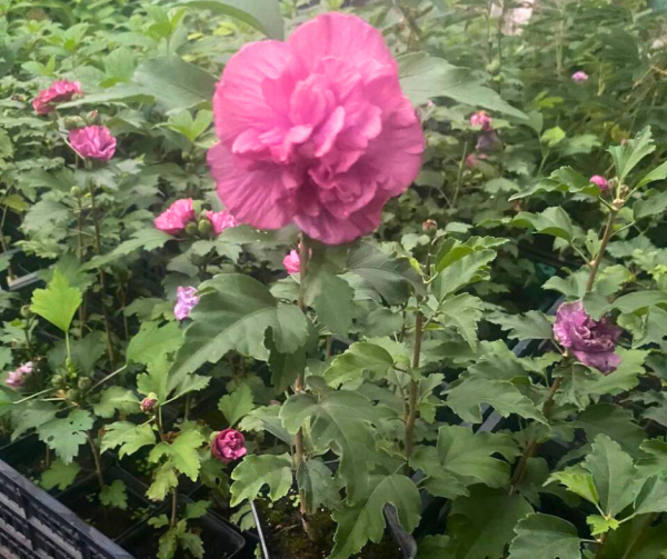 bez-nazvanyya.png Гібіскус махровий, рожевий