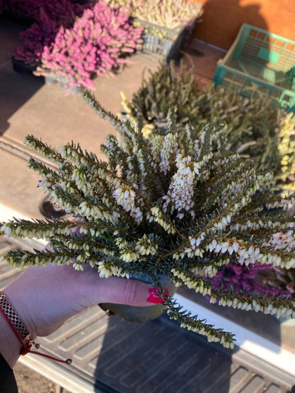 bila.jpg Еріка Дарленська Дженні Портер - біла