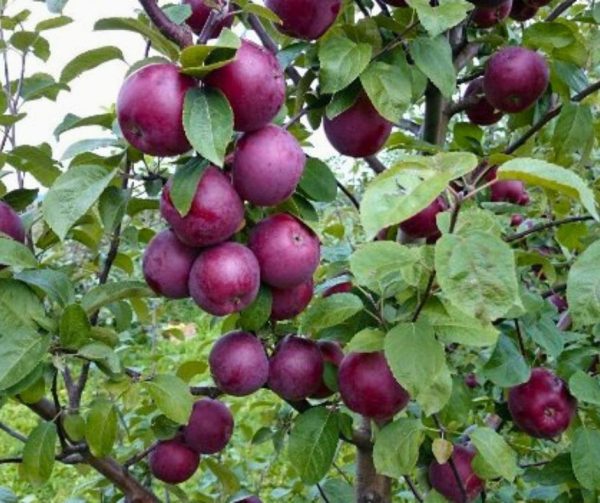 Яблуня Спартан, осінньо-зимового терміну дозрівання