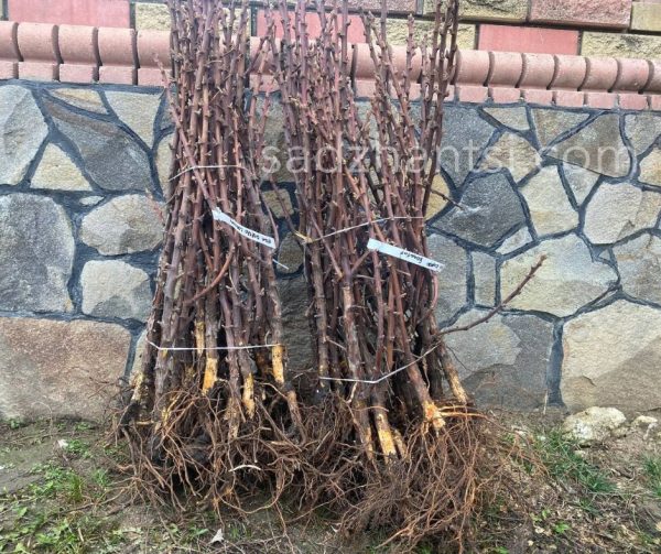 Малинове дерево "Королівська влада"(Ягоди крупні)