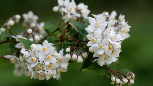 xr:d:DAF6y8LtpXc:114,j:5483552448404444060,t:24022614 Дейція біла