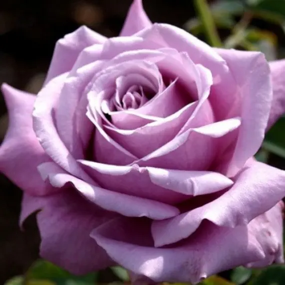 Троянда Блю Парфум (Blue Parfum)