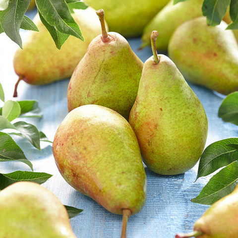 Груша "Скарб"(осінній сорт)