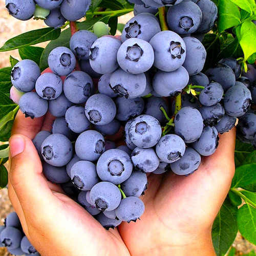 Лохина " Бонус "Саджанці 2.5 роки