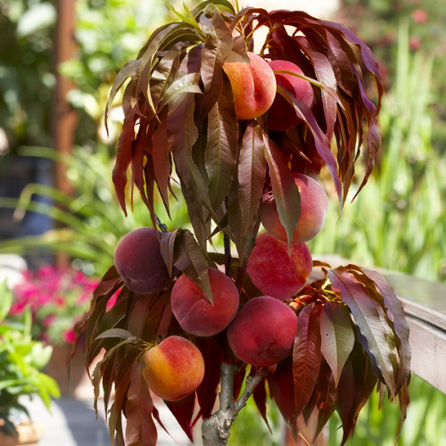 Персик червонолистий, колоновидний,  середній термін дозрівання