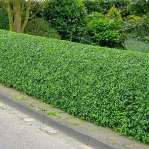 byryuchyna-obыknovennaya.jpg Бірючина або лігуструм (Ligustrum)
