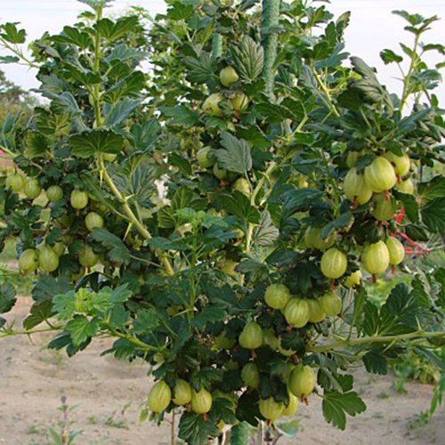 c422af0e8ef9a193f64651b048d12690.jpg Аґрус "Рефламба" на штамбі