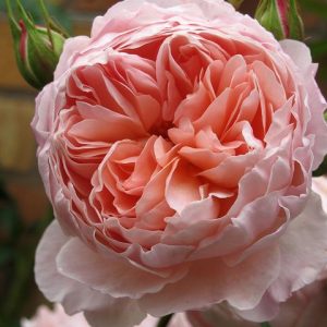 Троянда Піоновидна "Вояж"