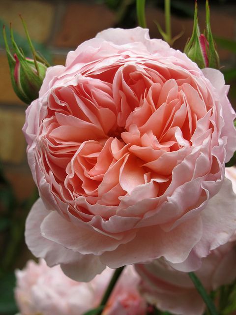 Троянда Піоновидна "Вояж"