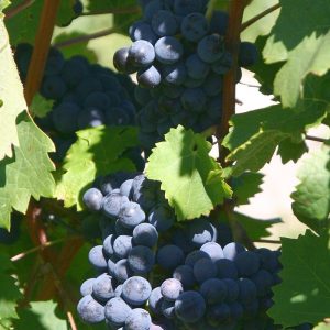 cabernet_franc_weinsberg_20060909.jpg Виноград "Каберне Фран"винний сорт