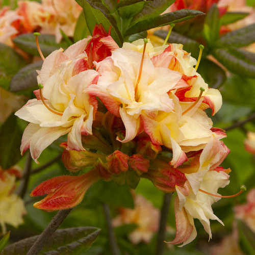 Рододендрон Cannon's Double