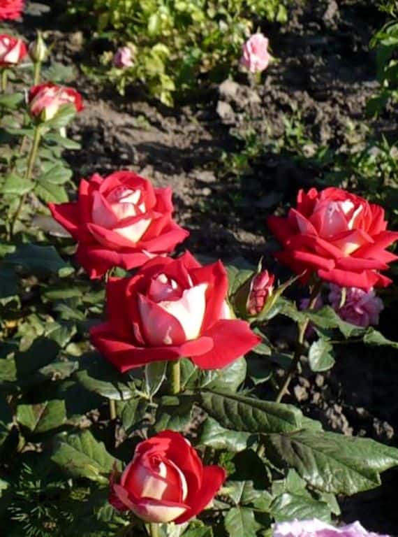 Троянда Нью Фешен (New Fasion)