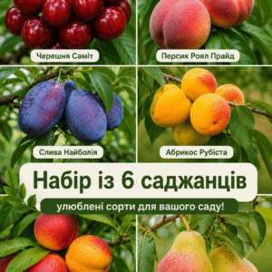 Набір з 6 саджанців плодових дерев