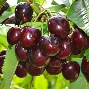 cherehnja-skina-800x800-1.jpg Черешня "Скіна"середньо-пізний сорт
