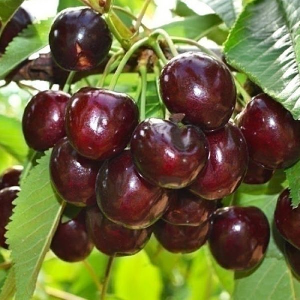 cherehnja-skina-800x800-1.jpg Черешня "Скіна"середньо-пізний сорт