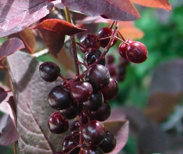 Віргінська черемха "Шуберт" на штамбі